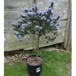 Plant : Ceanothus CONDITION: Please Note -  we do not make reference to the condition of lots within