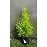 Plant : Cypress ' Goldcrest '  CONDITION: Please Note -  we do not make reference to the condition