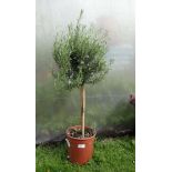 Plant : Standard Rosemary CONDITION: Please Note -  we do not make reference to the condition of