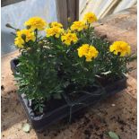 Bedding Plants : 12 x Yellow Marigold CONDITION: Please Note -  we do not make reference to the