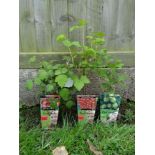 Plants : 3 x Fruit bushes ( Gooseberry, Raspberry. Recurrent)  CONDITION: Please Note -  we do not