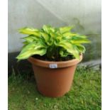 Plant : Hosta