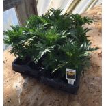 Bedding Plants : 12 x Large Marigolds CONDITION: Please Note -  we do not make reference to the