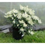 Plant : Pieris 'Debutante '  CONDITION: Please Note -  we do not make reference to the condition