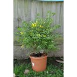 Plant : Broom 'Porlock'  CONDITION: Please Note -  we do not make reference to the condition of lots