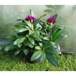 Plant : Rhododendron CONDITION: Please Note -  we do not make reference to the condition of lots