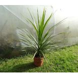 Plant : Cordyline CONDITION: Please Note -  we do not make reference to the condition of lots within