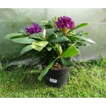 Plant : Rhodedendron  CONDITION: Please Note -  we do not make reference to the condition of lots