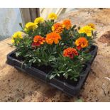 Bedding Plants : 12 x Mixed Marigold CONDITION: Please Note -  we do not make reference to the