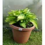 Plant : Hosta CONDITION: Please Note -  we do not make reference to the condition of lots within