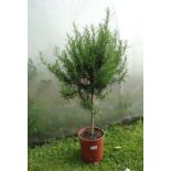 Plant : Standard Rosemary