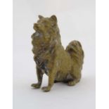 A Vienna cast cold painted bronze in the form of a dog with a bushy tail sat sejeant 2 3/8" high