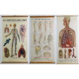Three Medical / Anatomical wall posters / wall hanging teaching aids :
 W & A K Johnstons charts