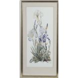 Hilda J Carter XX,
Watercolour,
Blue Irises,
Signed lower right.
17 x 7 1/2"
 CONDITION: Please Note