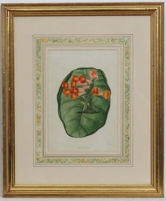 Botanical illustration of Gesneria rupestris [now known as Sinningia tuberosa]; dated 1838, for