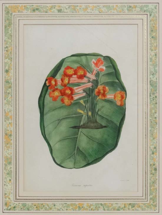 Botanical illustration of Gesneria rupestris [now known as Sinningia tuberosa]; dated 1838, for - Image 2 of 3