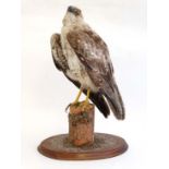 WITHDRAWN FROM AUCTION
Taxidermy :  a mounted Buzzard upon a fence post top with oval base ,