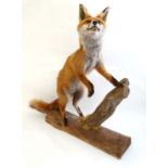 Taxidermy :  a mounted Fox with white tip to tail rearing whilst stood upon a log  ' sampling the