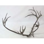 Taxidermy : a part skull pair of large Reindeer 25 point  (14 +11)antlers , each antler