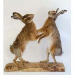 Taxidermy : a mounted group of ' Boxing March Hares'  stood upon a sawn log base , the base 29" wide