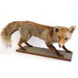 Taxidermy : a mounted fox mounted on a gravel base , 13 3/4 "high x 27 1/2" long  CONDITION: