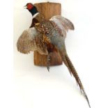 Taxidermy : a wall mounted pheasant in flight or ' springing ' fixed to a trunk section, 30 " from