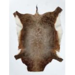 Taxidermy : A South African Deer skin blanket, 50" long  CONDITION: Please Note -  we do not make