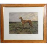 Greyhound / Coursing:
Aquatint,
' Dendraspis , Wartnaby_Gleneva Whelped 1905 . Winner of the