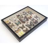 Taxidermy : lepidopterist / zoologist collection of Butterflies , a collection of 30 shadow box