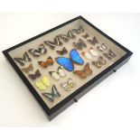 Taxidermy : lepidopterist / zoologist collection of Butterflies ,  a collection of 22 shadow box