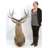 Taxidermy : a Superb large Red Deer Royal Stag Head mount with  12 point (Royal ) (6+6) Antlers, the