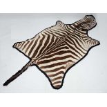 Taxidermy : a Big Game Zebra Skin lined with blue beize, approximately 106" long. CONDITION: