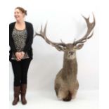 Taxidermy : a large and impressive shoulder mount of a Red deer head 17/18 point antlers , 64"