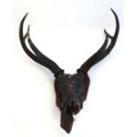 Taxidermy : a 19 thC Red Deer skull mounted set of 6 point (3+3) Antlers on stained Elm shield,