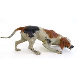 Dogs : a Cold Painted bronze of a tri coloured Hound sniffing scent, tongue out 8 3/4" long