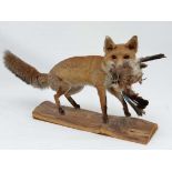 Taxidermy: A Vixen fox with a Jay in it's mouth upon a branch, Known as ' Charlene and the Jay '
20"