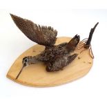 Taxidermy : a mounted hanging Woodcock from a Roe Deer antler on an oval pine  back for wall