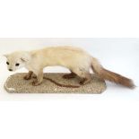 Taxidermy : a mounted white ( ermine?) Pine Marten stood upon a naturalistic fine gravel base, 10