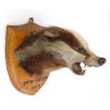 Taxidermy : an unusual blonde Badger mask mounted on an oak wall shield, marked under ' Upton- on-