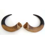 Taxidermy :A pair of oxen / water buffalo horns , 24" long CONDITION: Please Note -  we do not