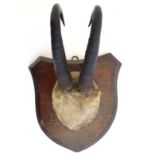 Taxidermy : a mounted pair of Chamois horns on a stained pine shield . The shield 7 1/2" high