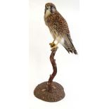WITHDRAWN FROM AUCTION
Taxidermy : a Kestral  mounted on a hazel perch,