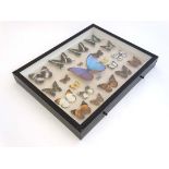 Taxidermy : lepidopterist / zoologist collection of Butterflies , a collection of 22 shadow box