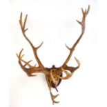 Taxidermy : a pair of mounted Reindeer Multipoint antlers on a mahogany Shield , protruding 22 1/