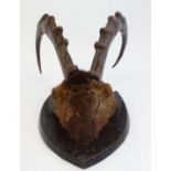 Taxidermy : a pair of Ibex horns mounted upon a stained oak shield, the shield 11 1/2" high