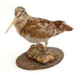 Taxidermy : a mounted Woodcock standing on a small log fixed to an oval naturalistic base