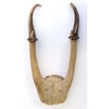 Taxidermy : a Muntjac / barking deer set of antlers, 9 1/2" long CONDITION: Please Note -  we do not