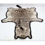 Taxidermy : a Big Game Zebra skin with long hair to mane having a black baize like backing, 106"