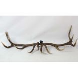 Taxidermy : A pair of Red Deer Antlers 12 point ( 6 points each, Royal Stag?)) unmounted,