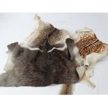 Four Fallow deerskin rugs , the largest approximately 50" long  CONDITION: Please Note -  we do